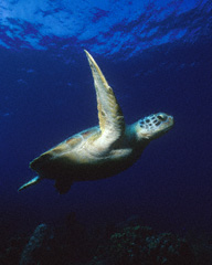 Green turtle (Chelonia mydas)